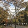 秋の北海道大学メインストリート。色づいた並木道を学生や来訪者が歩いている