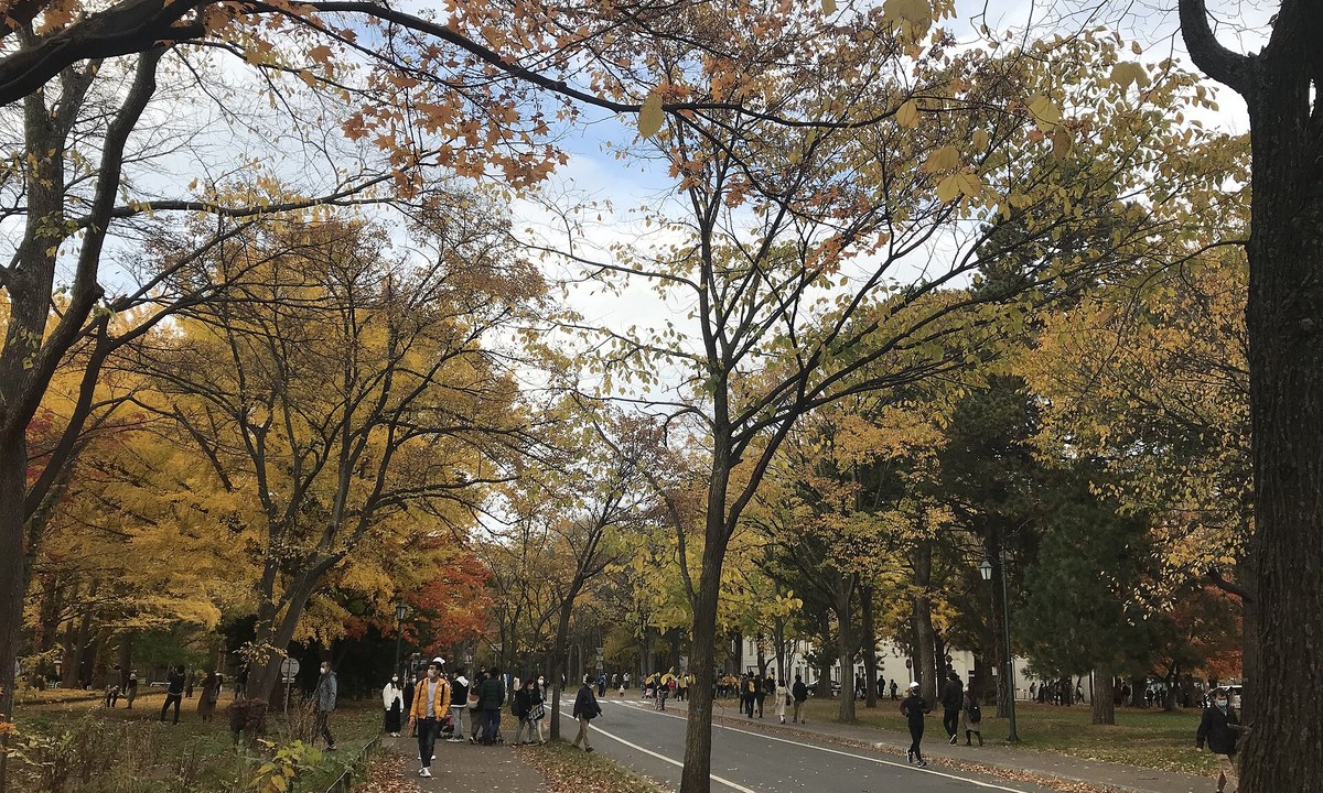 秋の北海道大学メインストリート。色づいた並木道を学生や来訪者が歩いている